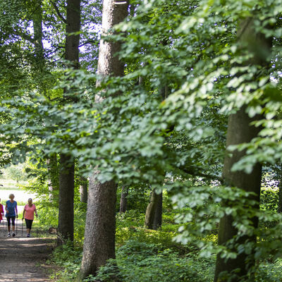 Drei Personen laufen mit Nordic Walking Stöcken durch den Wald.
