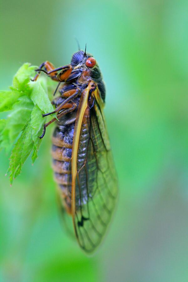 Ein Insekt mit Flügeln an einem grünen Blatt.