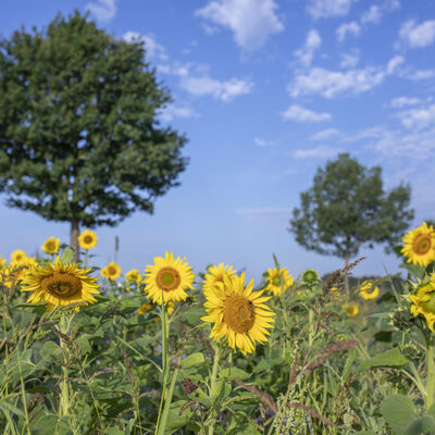 Ein Feld mit Sonnenblumen. Im Hintergrund sind Bäume zu sehen.